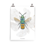 Insektenposter Goldwespe – metallisch schimmernde Wespe in Türkis, Grün und Gold, handgemalte Naturkunst