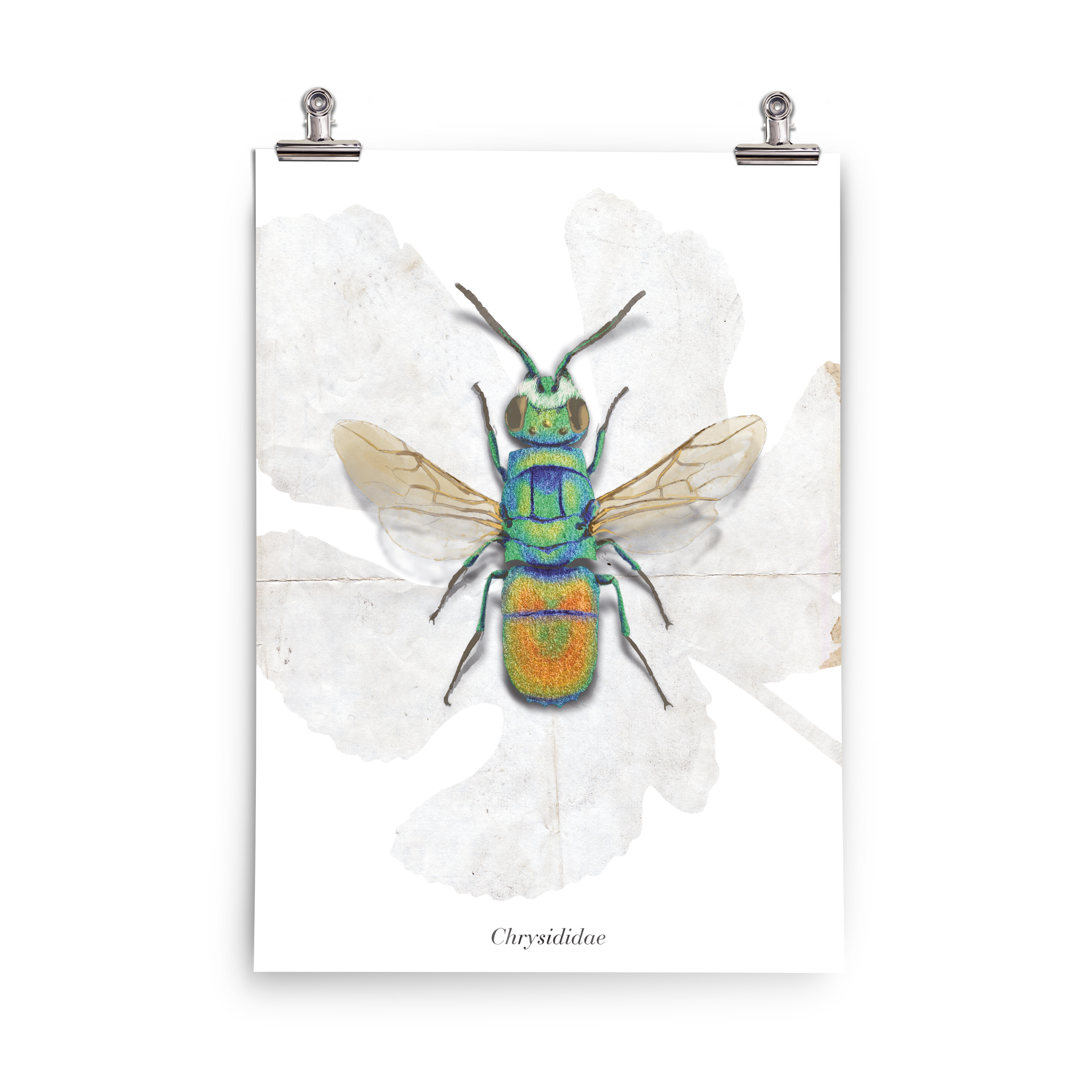 Insektenposter Goldwespe – metallisch schimmernde Wespe in Türkis, Grün und Gold, handgemalte Naturkunst