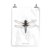 Insektenposter Plattbauch-Libelle – Libellula depressa mit blau schimmernden Flügeln, handgemalt