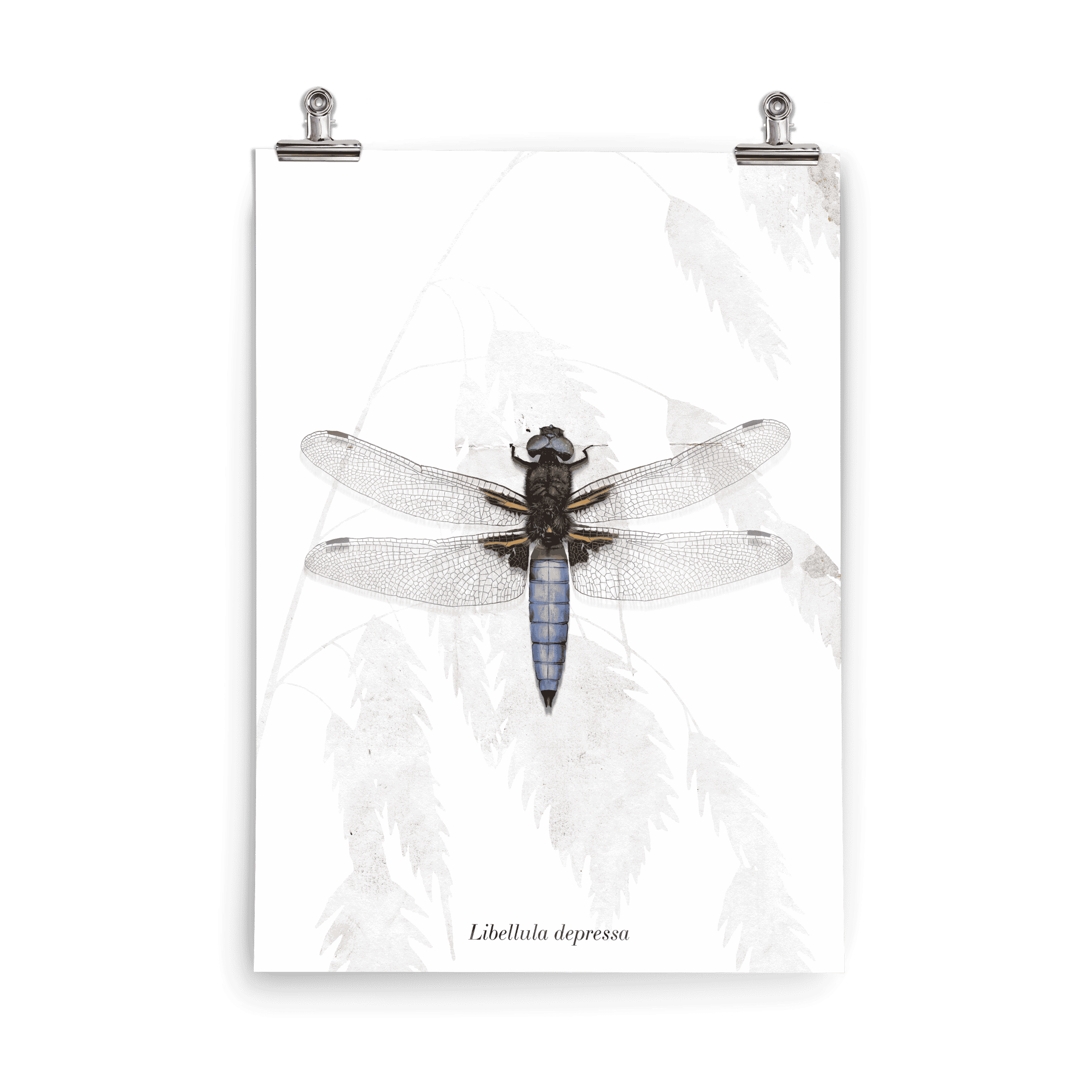 Insektenposter Plattbauch-Libelle – Libellula depressa mit blau schimmernden Flügeln, handgemalt