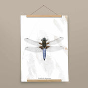 Insektenposter Plattbauch-Libelle mit Posterleiste aus Eichenholz, handgemalt auf Naturpapier