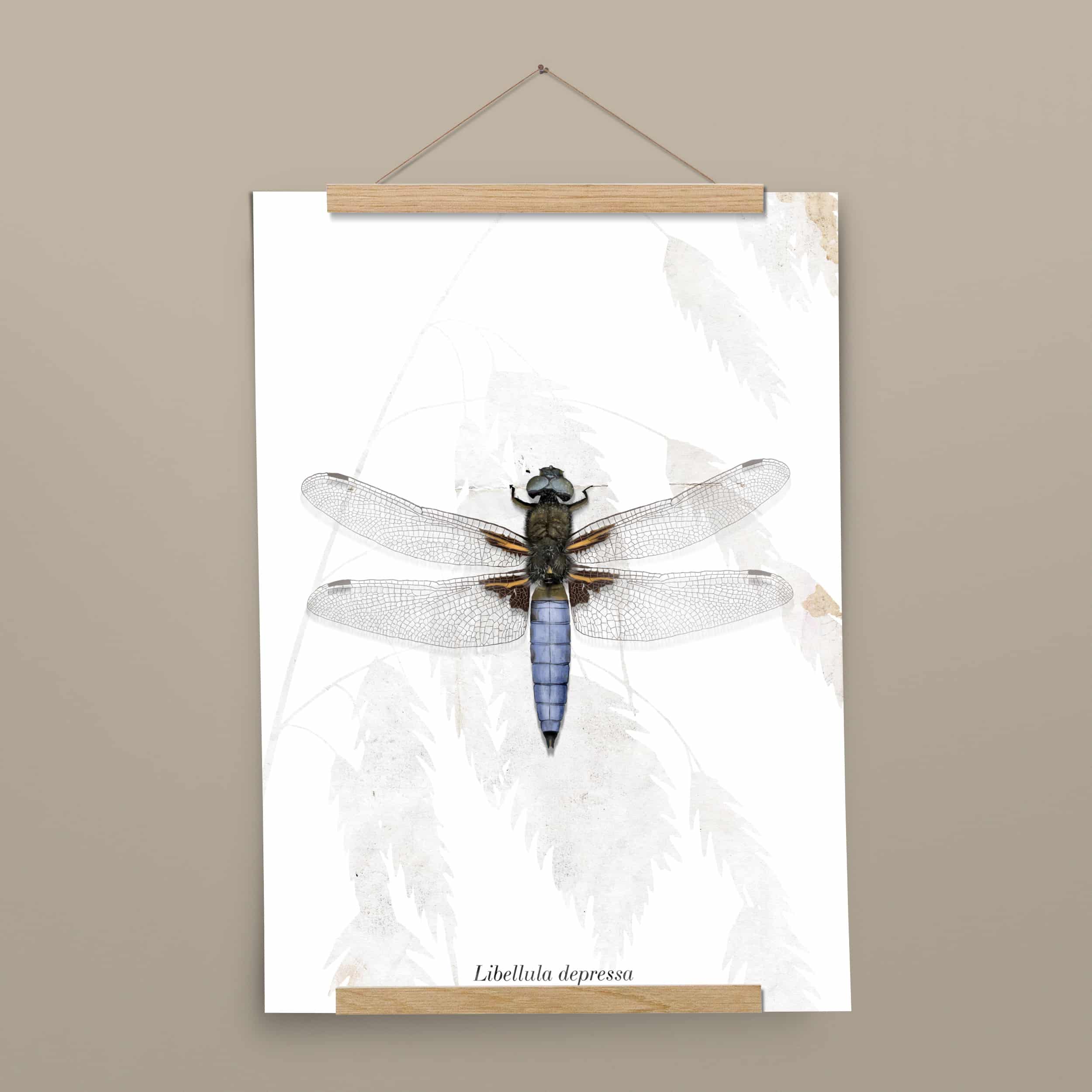 Insektenposter Plattbauch-Libelle mit Posterleiste aus Eichenholz, handgemalt auf Naturpapier
