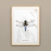 Insektenposter Plattbauch-Libelle im Holzrahmen, handgemaltes Wandbild fürs Kinderzimmer