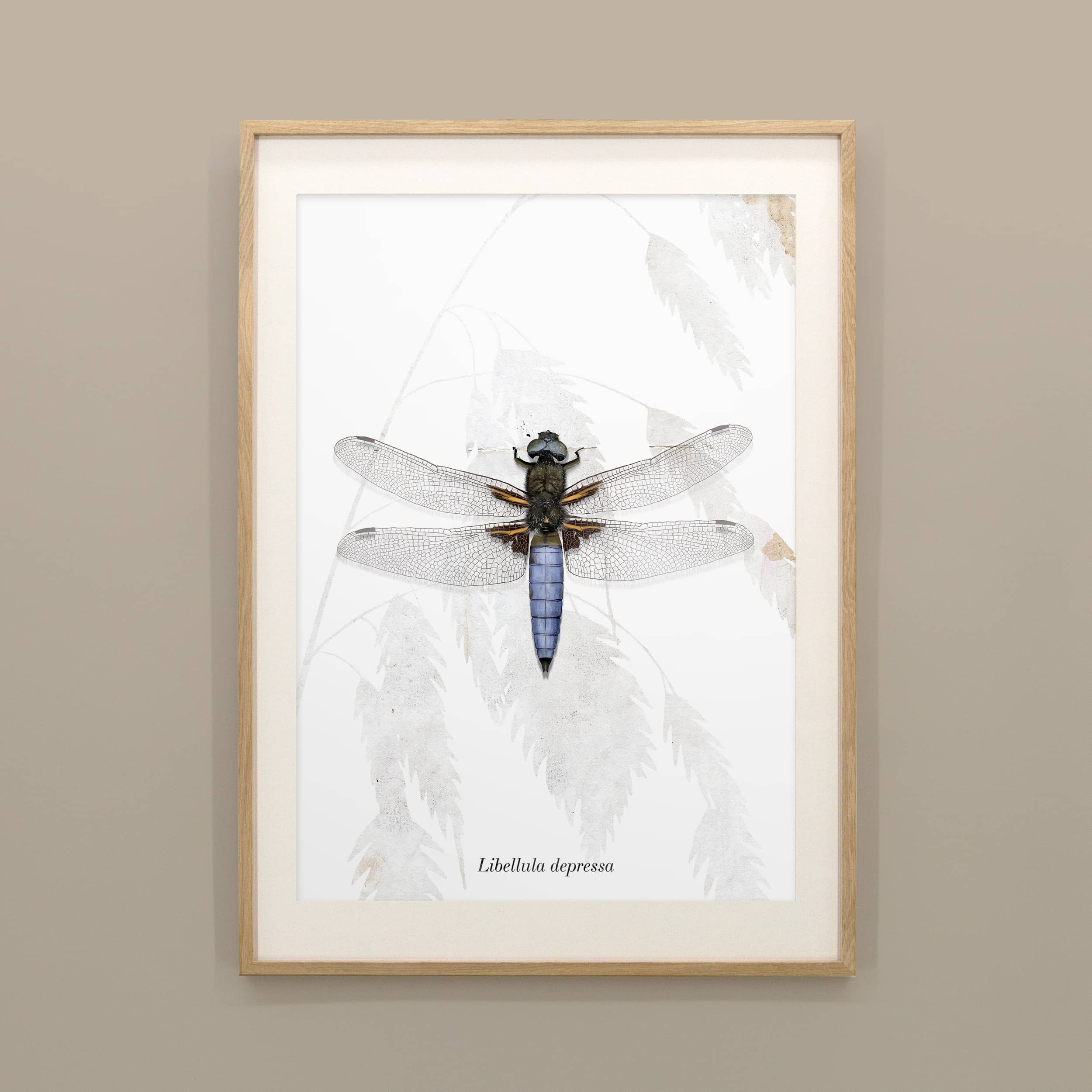 Insektenposter Plattbauch-Libelle im Holzrahmen, handgemaltes Wandbild fürs Kinderzimmer