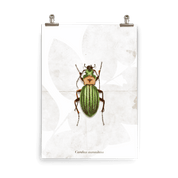 Insektenposter Laufkäfer – Goldglänzender Laufkäfer, naturalistisch gemalt für kleine Insektenforscher