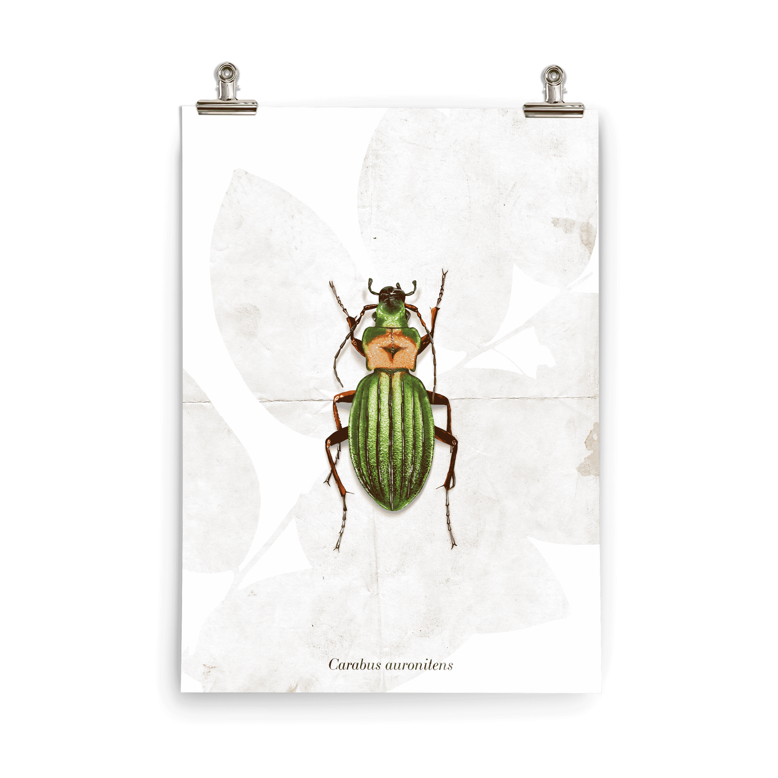 Insektenposter Laufkäfer – Goldglänzender Laufkäfer, naturalistisch gemalt für kleine Insektenforscher