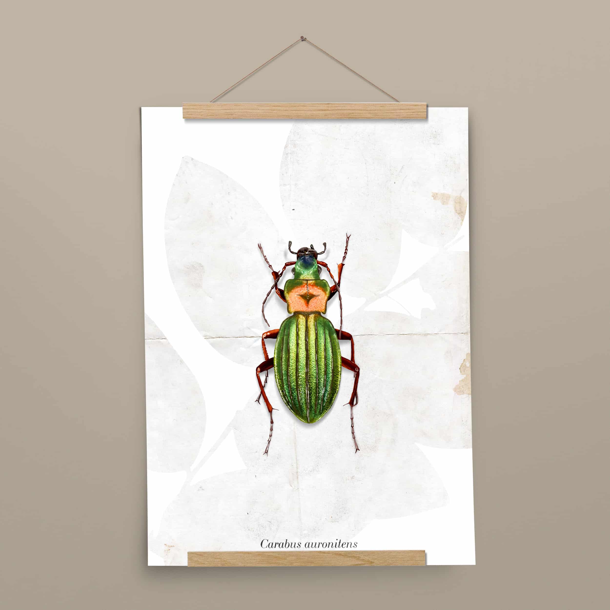 Insektenposter Laufkäfer mit Posterleiste aus Eichenholz, handgemalt auf Naturpapier
