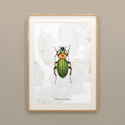 Insektenposter Laufkäfer im Holzrahmen, handgemaltes Wandbild fürs Kinderzimmer