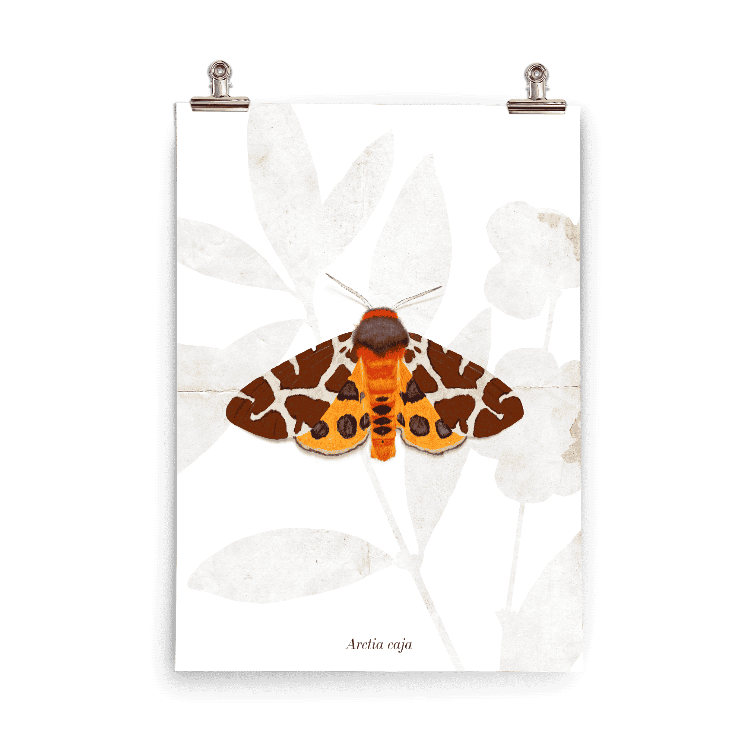 Insektenposter Brauner Bär – Nachtfalter Arctia caja mit gemustertem Flügel, handgemalt